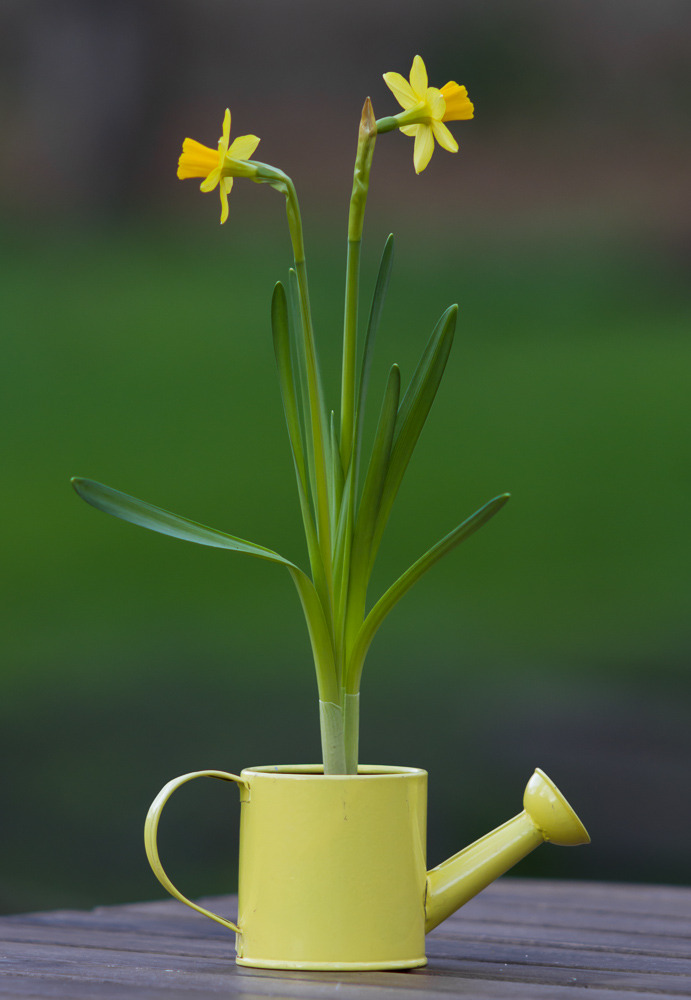Daffodils redux