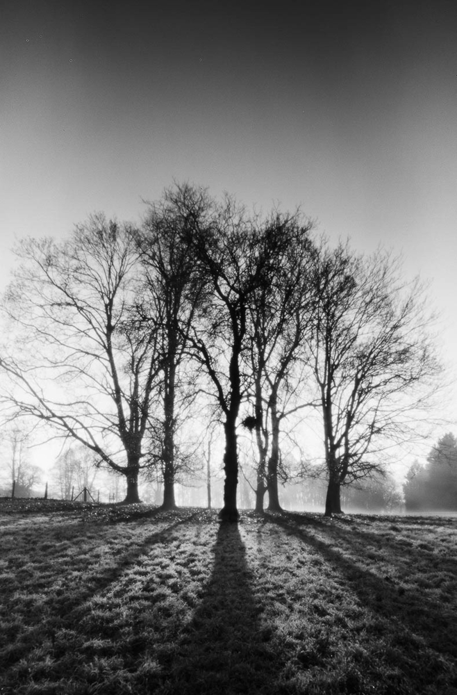 Contre jour trees at Lamer