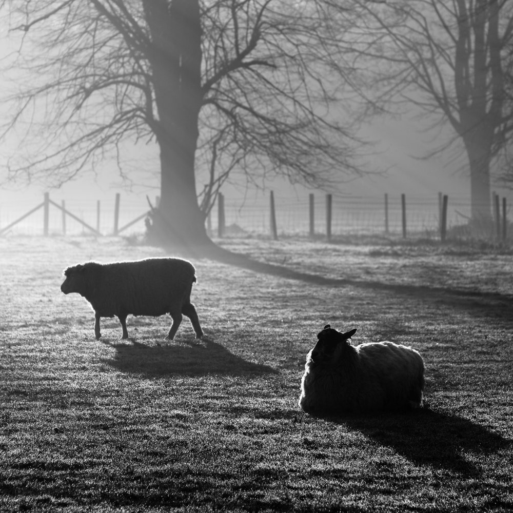 Early morning sheep at Lamer