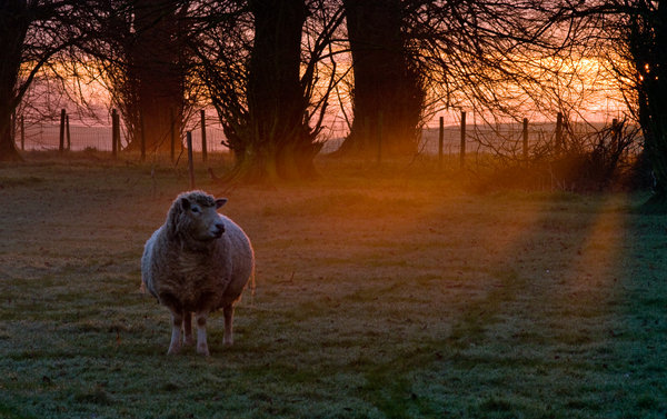 Early morning sheep at Lamer (2)