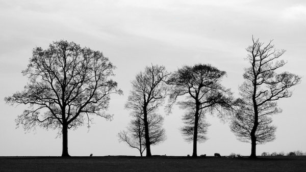 Four trees